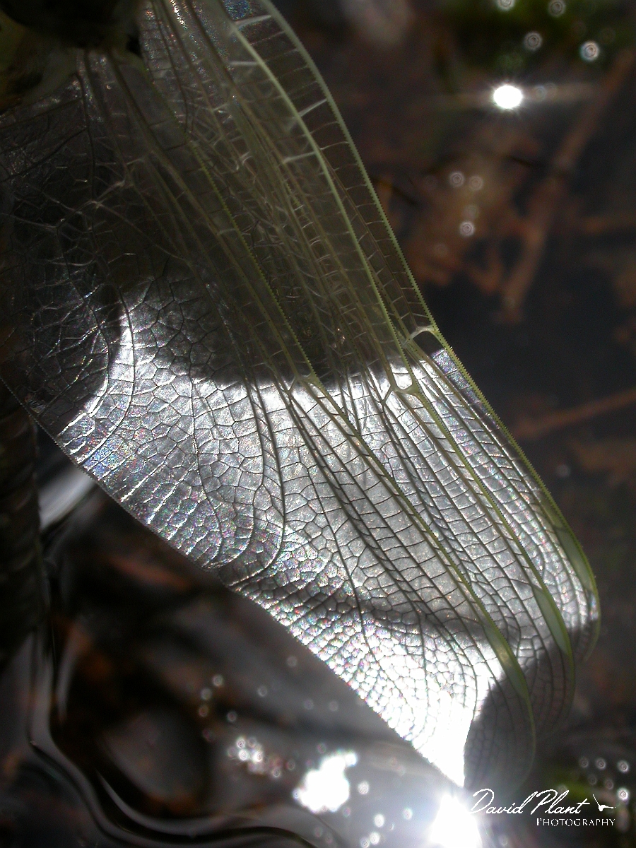 David Plant Photography - Wildlife Photographer - Common hawker wing - A.jpg - Common hawker wing - Dorset